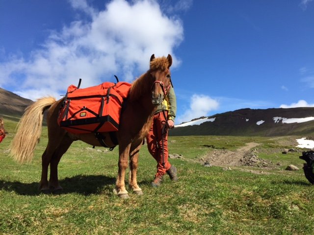 Horse on green grass landscape